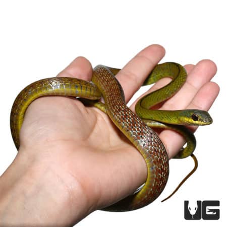 Emerald Striped Racers (mastigodryas dorsalis) For Sale - Underground Reptiles