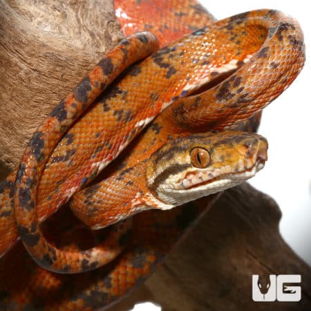 Sunset Phase Amazon Tree Boas (Corallus hortulanus) For Sale - Underground Reptiles