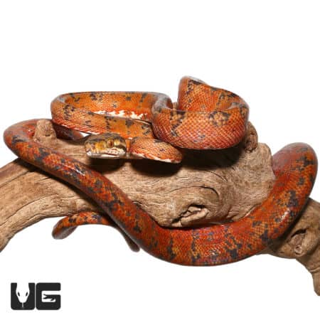 Amazon Tree Boa in Sunset Phase resting on a branch.