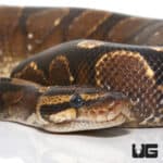 FEMALE CALICO YELLOWBELLY BALL PYTHONs (Python regius) For Sale - Underground Reptiles