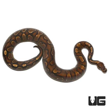 Calico Yellowbelly Ball Python, female, showcasing vibrant colors and pattern.