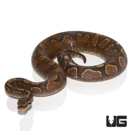 FEMALE CALICO YELLOWBELLY BALL PYTHONs (Python regius) For Sale - Underground Reptiles