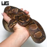 FEMALE CALICO YELLOWBELLY BALL PYTHONs (Python regius) For Sale - Underground Reptiles