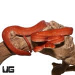 Red Calico Amazon Tree Boas (Corallus hortulanus) For Sale - Underground Reptiles