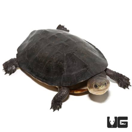 Gibba Gibba Turtle For Sale - Underground Reptiles