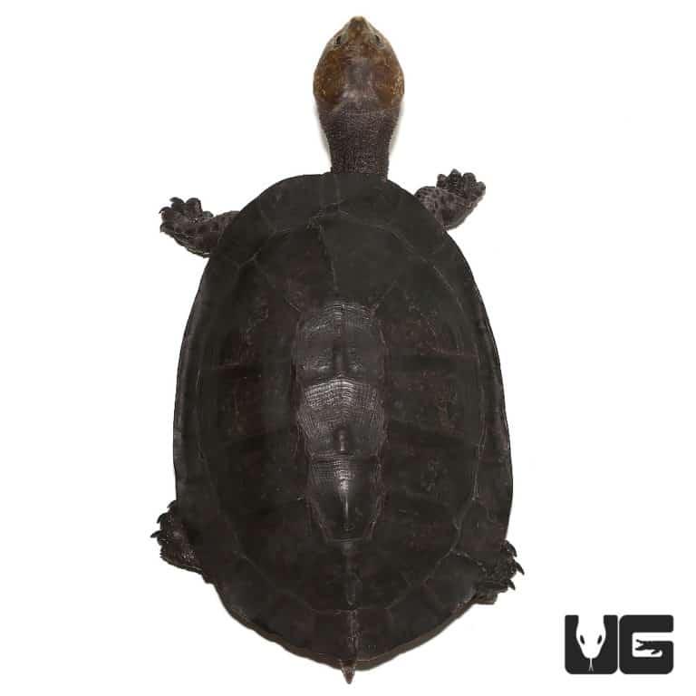 Gibba Gibba Turtle For Sale Underground Reptiles