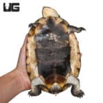 Gibba Gibba Turtles (Phrynops gibbus) For Sale - Underground Reptiles