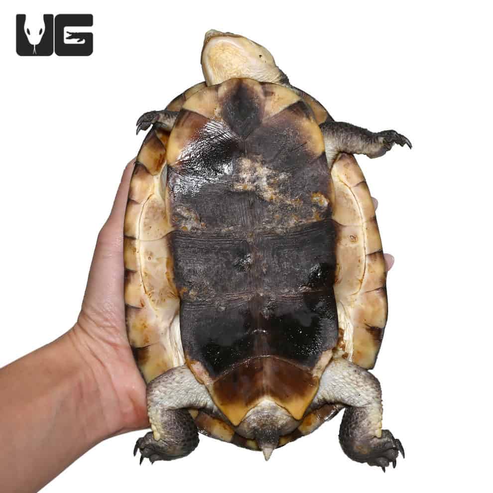 Gibba Gibba Turtle For Sale - Underground Reptiles