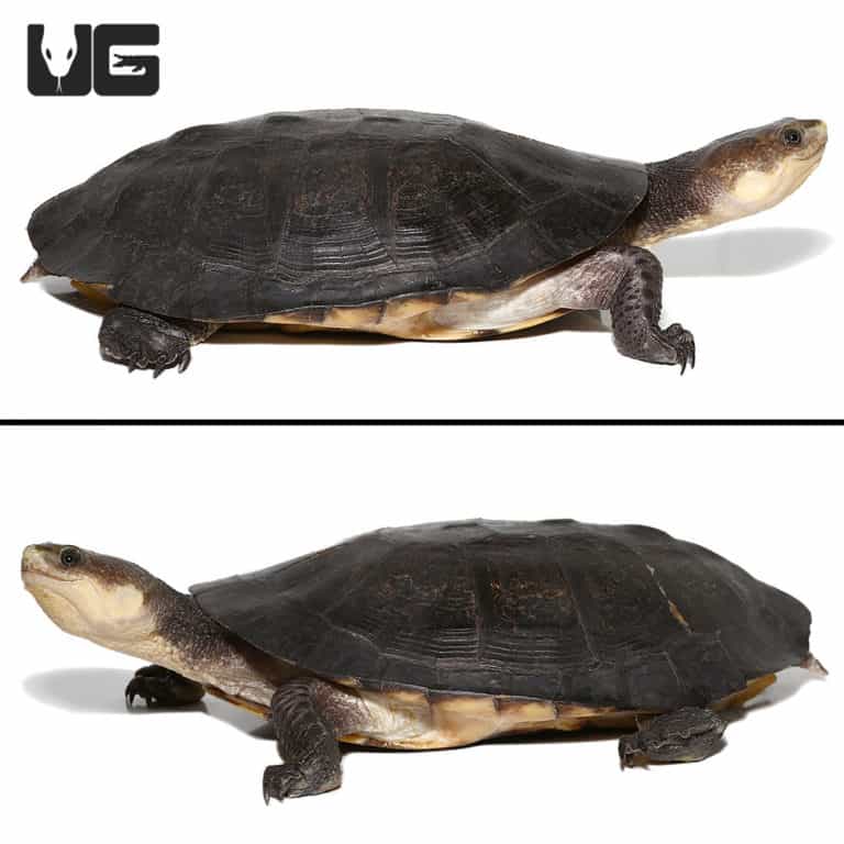 Gibba Gibba Turtle For Sale - Underground Reptiles