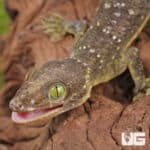 Green-eyed gecko on a piece of wood, showcasing vibrant eye color and textured skin.