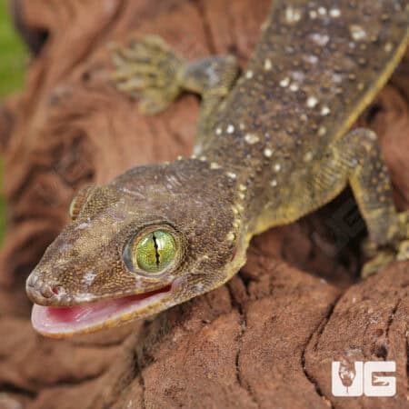 Green-eyed gecko on a piece of wood, showcasing vibrant eye color and textured skin.