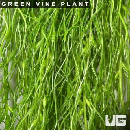 Vibrant green vine plant with slender, twisting stems perfect for terrariums and vivariums.