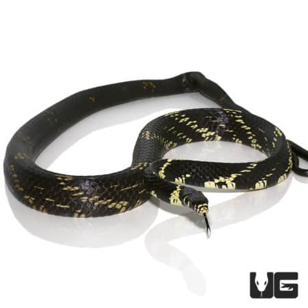 Tiger Ratsnakes (Spilotes pullatus) For Sale - Underground Reptiles