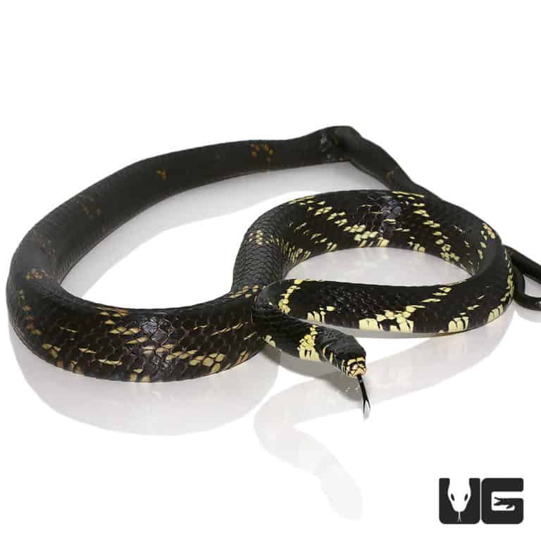 Tiger Ratsnakes For Sale - Underground Reptiles