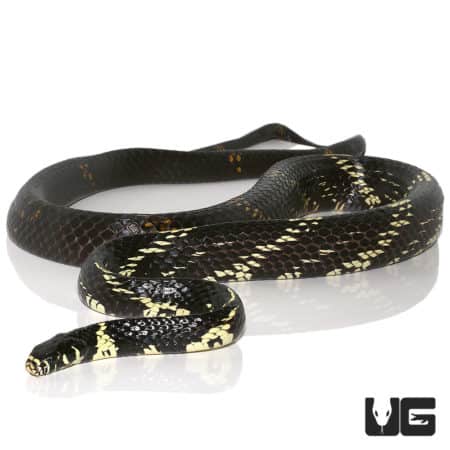 Male Guyana Tiger Ratsnake, 8 feet long, showcasing striking black and yellow pattern.