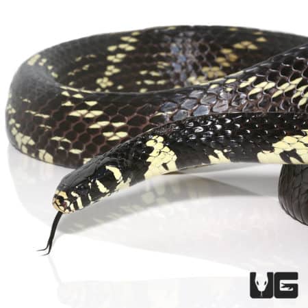 Large Guyana Tiger Ratsnake for sale, 8-foot male with striking pattern.