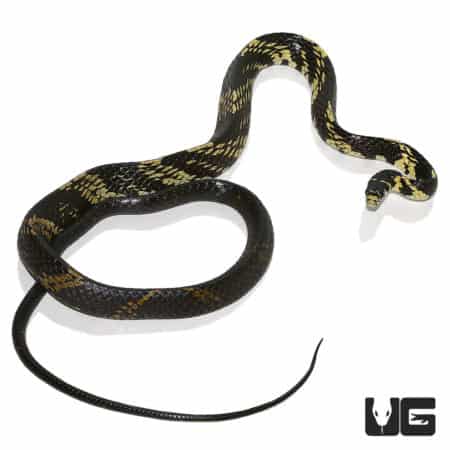 Tiger Ratsnakes (Spilotes pullatus) For Sale - Underground Reptiles