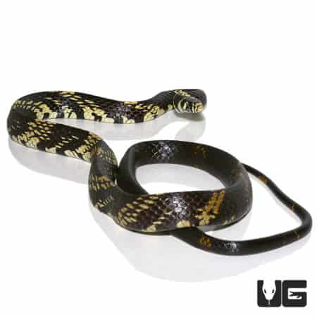 Guyana Tiger Ratsnake, a striking black and yellow patterned snake.