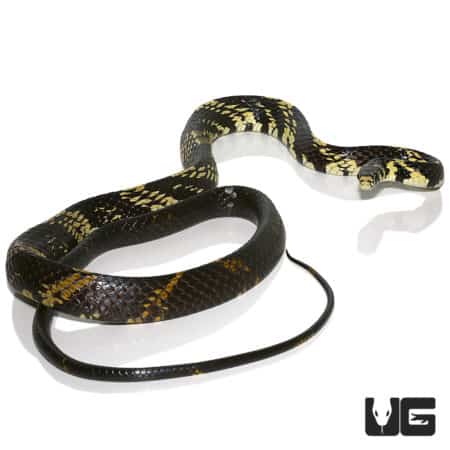 Tiger Ratsnakes (Spilotes pullatus) For Sale - Underground Reptiles