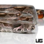 Guyana Redtail Boas (Boa c. constrictor) For Sale - Underground Reptiles