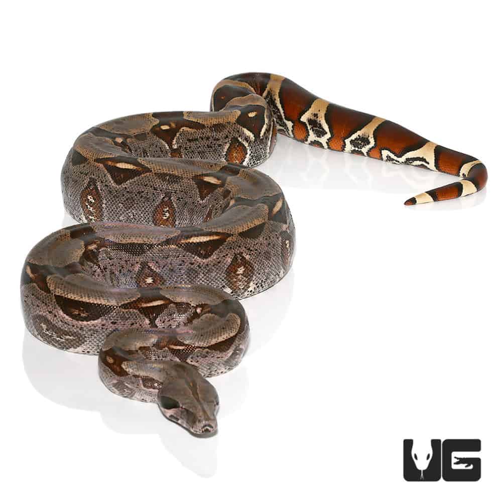 Guyana Redtail Boa for sale - Underground Reptiles