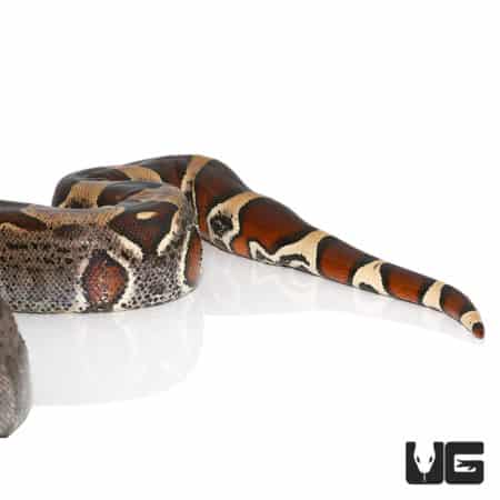 Redtail Boa constrictor from Guyana, large adult snake.