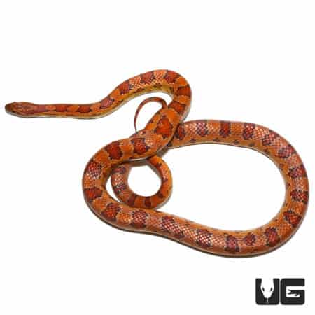 Het Albino Cornsnakes (Pantherophis guttatus) For Sale - Underground Reptiles