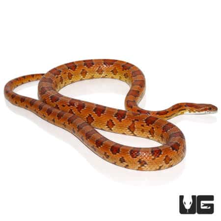 Het Albino Cornsnake, male, C.B. (captive-bred), showcasing vibrant orange and red patterning.