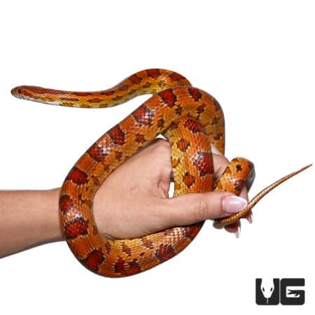 Het Albino Cornsnake in hand, showcasing vibrant orange and red pattern. Perfect for reptile enthusi.