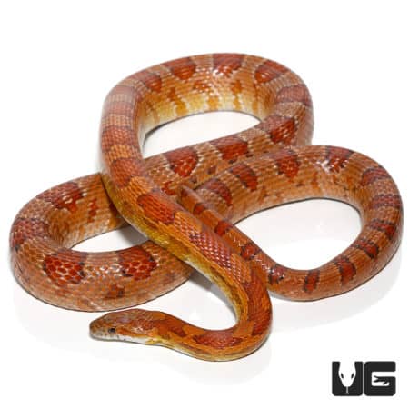 Het Albino Miami Cornsnakes (Pantherophis guttatus) For Sale - Underground Reptiles