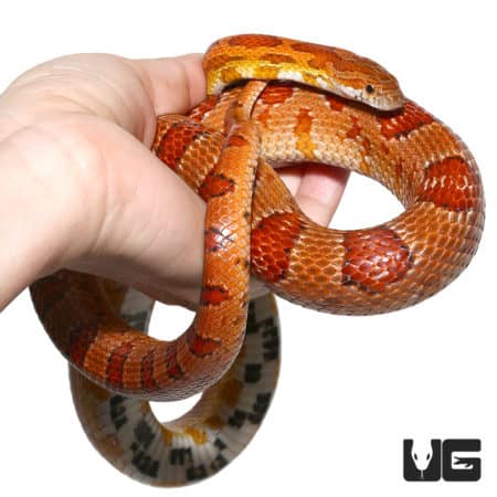 Het Albino Miami Cornsnake in hand, showcasing vibrant orange and red pattern. Perfect for reptile e.