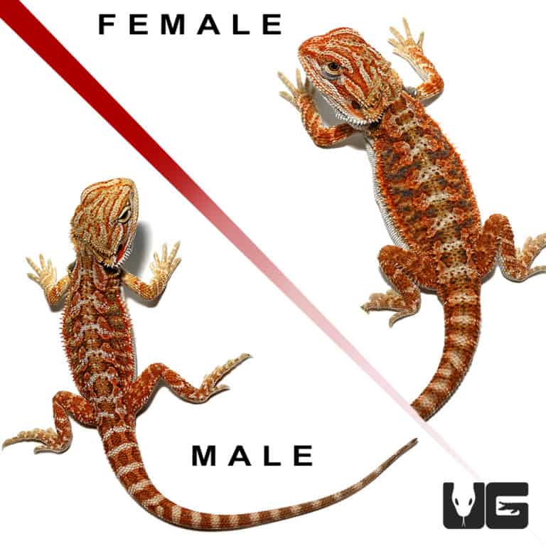 Lizards For Sale Underground Reptiles