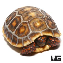 Baby Hypo x Cherryhead Redfoot Tortoises (Chelonoidis carbonaria) For Sale - Underground Reptiles