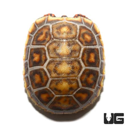 Baby Hypo x Cherryhead Redfoot Tortoise showcasing vibrant shell pattern.