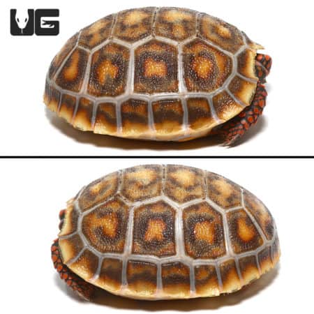Hypo x Cherryhead Redfoot Tortoise, baby reptile, detailed shell pattern.