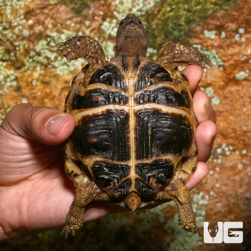 Russian Tortoises For Sale - Underground Reptiles