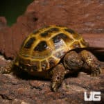 Russian Tortoises (Testudo horsfieldii) For Sale - Underground Reptiles