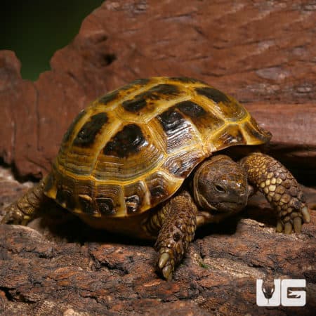 Russian Tortoises (Testudo horsfieldii) For Sale - Underground Reptiles