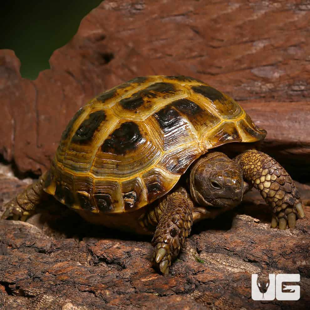 Russian Tortoises For Sale - Underground Reptiles