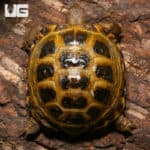 Russian Tortoises (Testudo horsfieldii) For Sale - Underground Reptiles