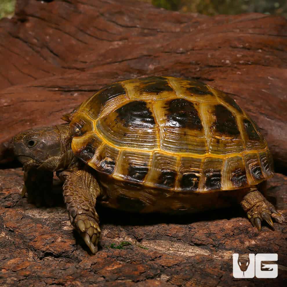 Russian Tortoises For Sale - Underground Reptiles