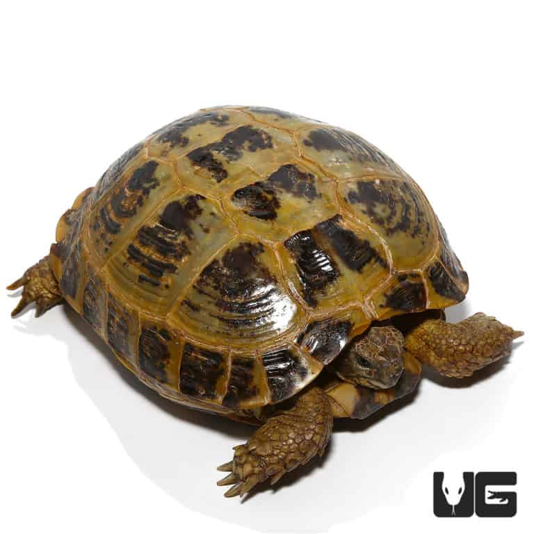 Russian Tortoises For Sale - Underground Reptiles