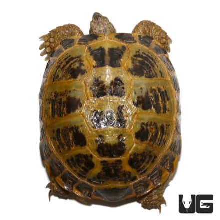 Russian Tortoises For Sale - Underground Reptiles