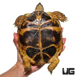 Russian Tortoises For Sale - Underground Reptiles