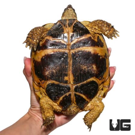Large female Russian tortoise with distinctive shell pattern.