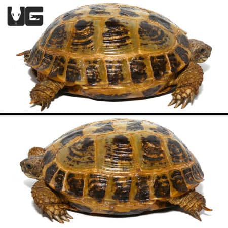 Female Russian Tortoise with a large shell, ideal for reptile enthusiasts.