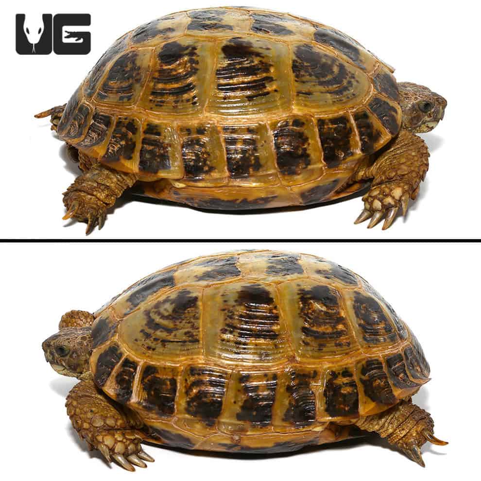 Russian Tortoises For Sale - Underground Reptiles