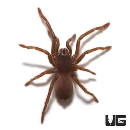 Malaysian Blue Femur Tarantula (Psednocnemis brachyramosa) For sale - Underground Reptiles