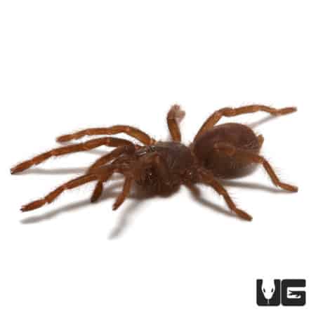 Malaysian Blue Femur Tarantula, 0.75-inch, exotic arachnid for sale.