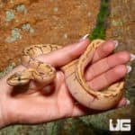Yearling Ball Pythons (Python regius) For Sale - Underground Reptiles